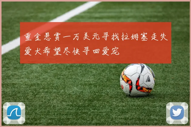 重金悬赏一万美元寻找拉姆塞走失爱犬希望尽快寻回爱宠